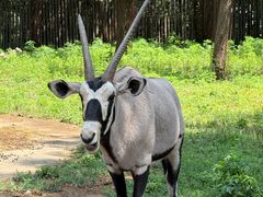 -大连森林动物园