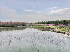 -上海海湾国家森林公园