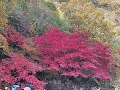 -关门山森林公园