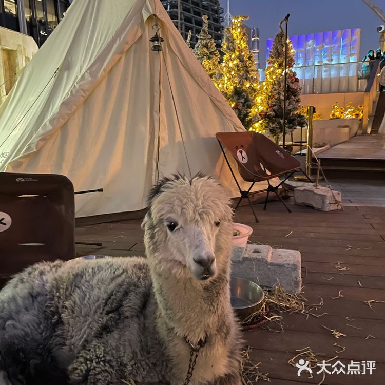 上海｜圣诞余温