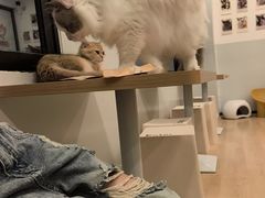-有喵·猫咖·狗咖·30几只猫10只小狗(岗厦店)