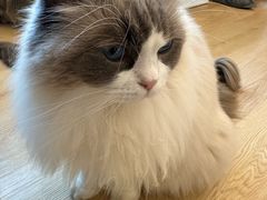 -有喵·猫咖·狗咖·40+猫狗有小奶狗(岗厦店)