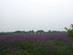-紫颐香薰山谷景区