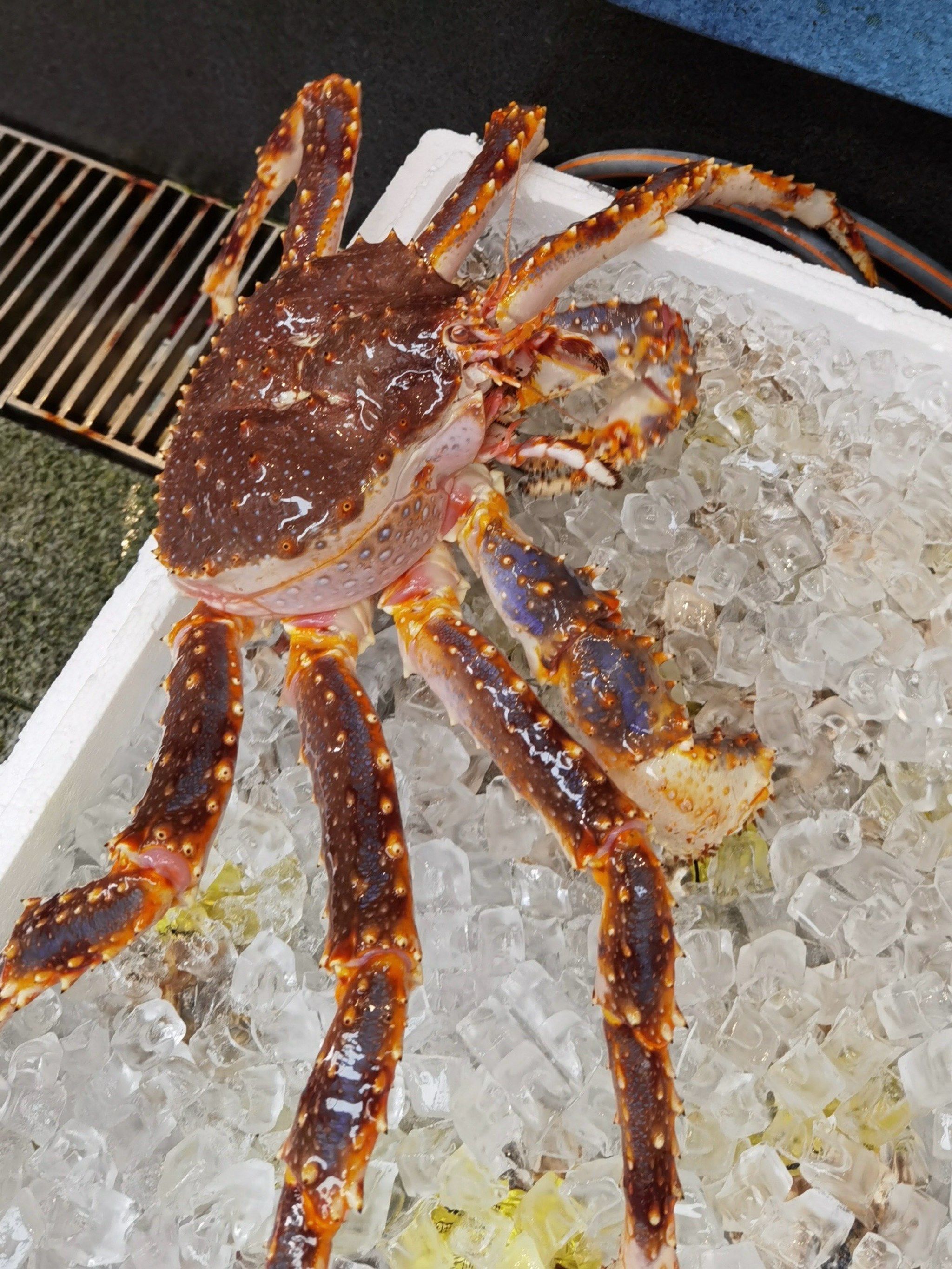 藏在海上世界好吃的帝王蟹