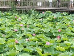 -羊亭河湿地公园