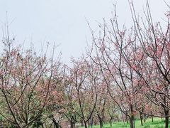 -天适樱花悠乐园