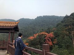 -铁山坪森林公园