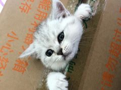 -安安宠医·安宠宠物医院