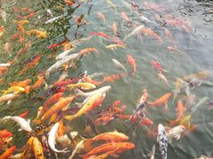 -苏苑饭店-中餐厅(长桥地区店)