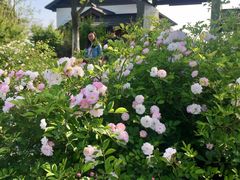 -大塘金香草谷