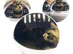 -纳吉亚猫专科动物医院博雅分院