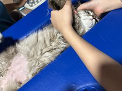 -哆趣宠物医院·眼科·内镜·急重症转诊中心(上海店)