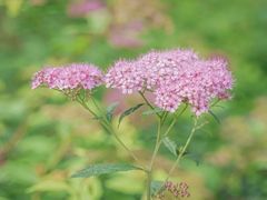 -黑龙江省森林植物园