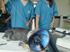 -安安宠医·安宠宠物医院