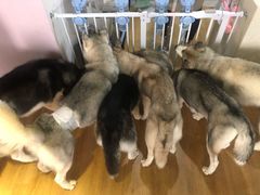 -Husky Go! 哈士奇体验馆·宠物咖啡厅狗咖