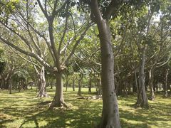 -万绿园