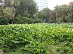 iphone_upload_pic-莲湖公园