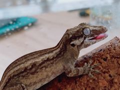 -酷以爬仙阁实体爬宠店·守宫·蜥蜴·专业繁育