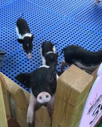 -萌宠亲子动物乐园(槐房万达店)