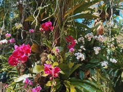 -深圳仙湖植物园