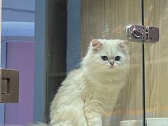 -屋虎猫馆(宝安大仟里店)