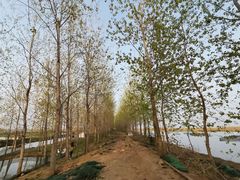 -泗洪洪泽湖湿地景区