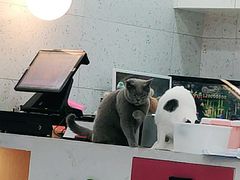 -喵园·猫主题咖啡厅·撸猫·猫咖(国贸店)