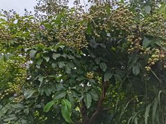 -广东花都湖国家湿地公园