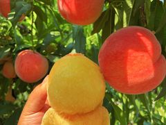 -南汇新场正宗水蜜桃采摘