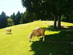 -神户市立六甲山牧场