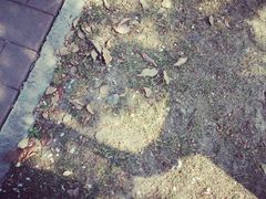 android_upload_pic-高东镇樱花园