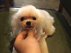 -读宠于你·约克夏比熊·睫角守宫·爬宠售卖(高新店)