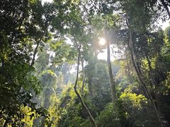 -西双版纳原始森林公园