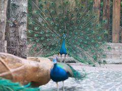 -西双版纳傣族园