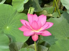 -莲花池公园