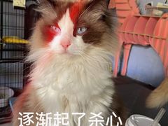 -喵屿·大理花园猫咖