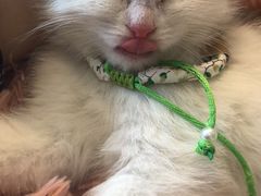 -平行世界·猫咖(首经贸店)