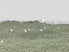 -北海金海湾红树林生态旅游区