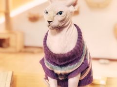 -猫和宫(六道口店)