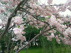 android_upload_pic-大塘金香草谷