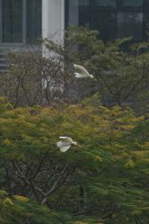 -宝生月子中心·私家园林式(龙华观澜店)