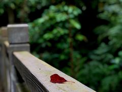 -南宁良凤江国家森林公园