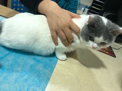 -芭比堂宠物医院·全科爱猫医院·仁德分院
