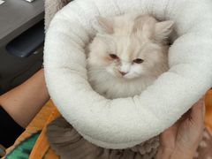 -老吴的猫·猫舍(新区店)