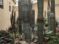 -正佳雨林生态植物园