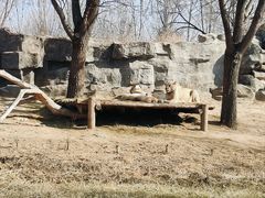 -北京野生动物园