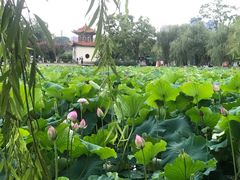 -庾园