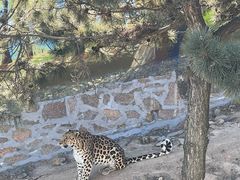 -西霞口神雕山野生动物世界