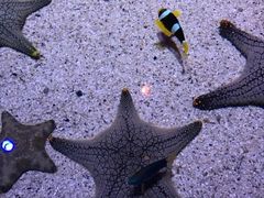 -暹罗海洋世界