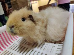 -藦茜花园宠物主题亲子互动体验馆(国顺东路店)